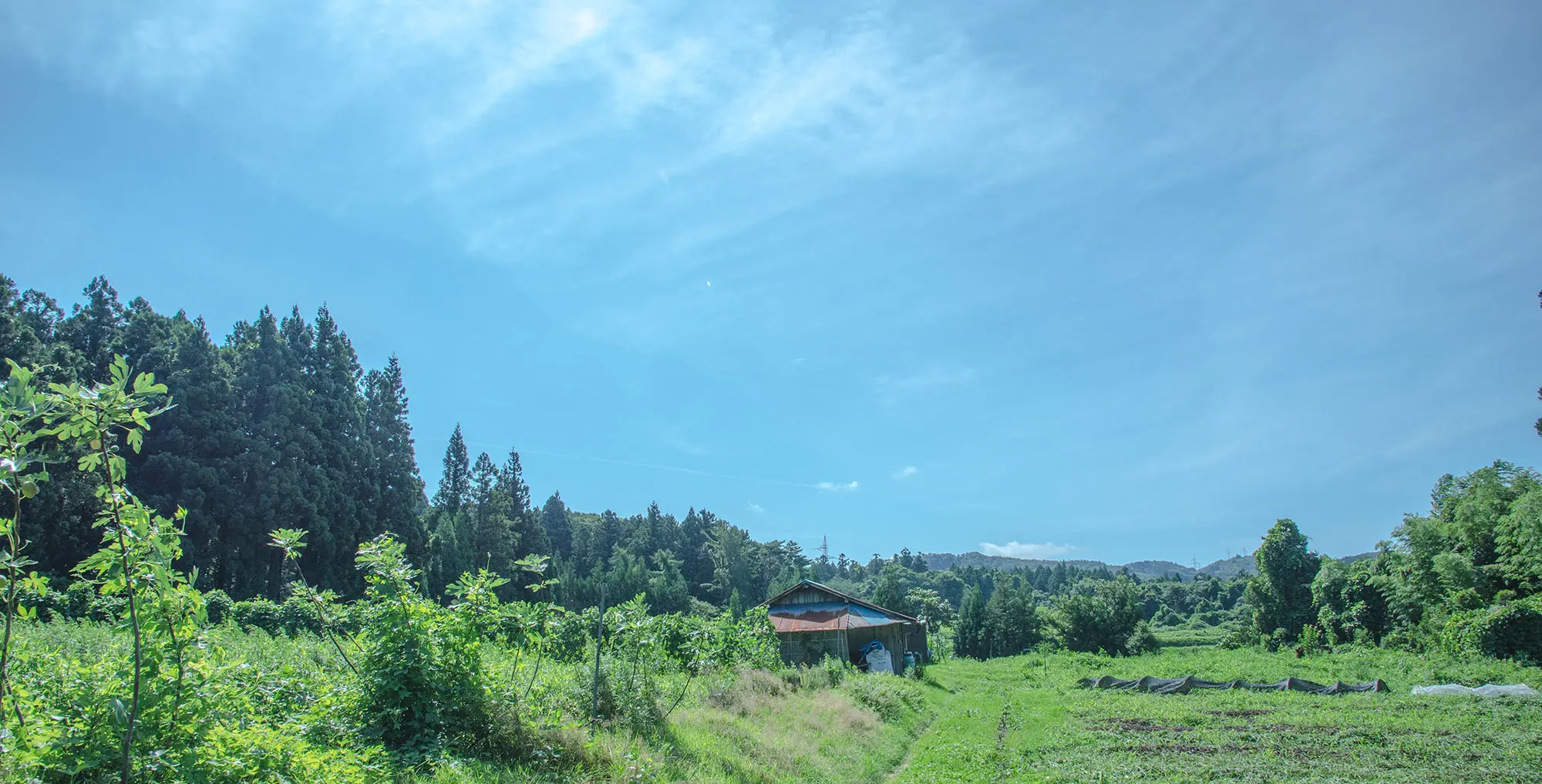 まえむき。farm 風景
